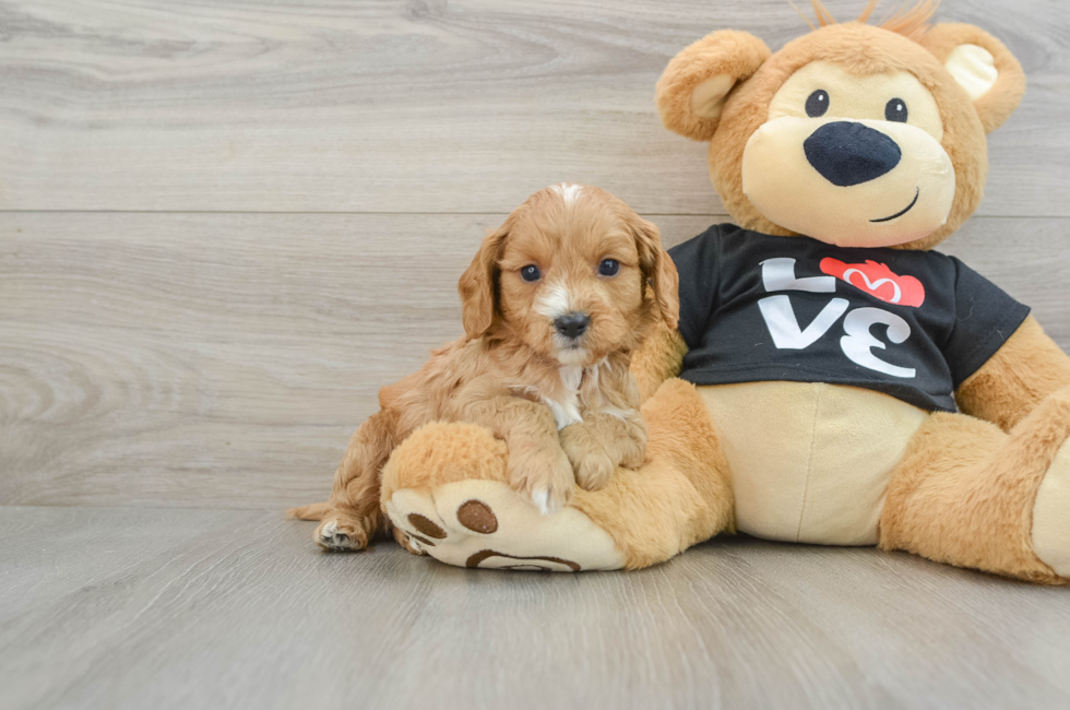 5 week old Cavapoo Puppy For Sale - Seaside Pups