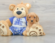7 week old Cavapoo Puppy For Sale - Seaside Pups