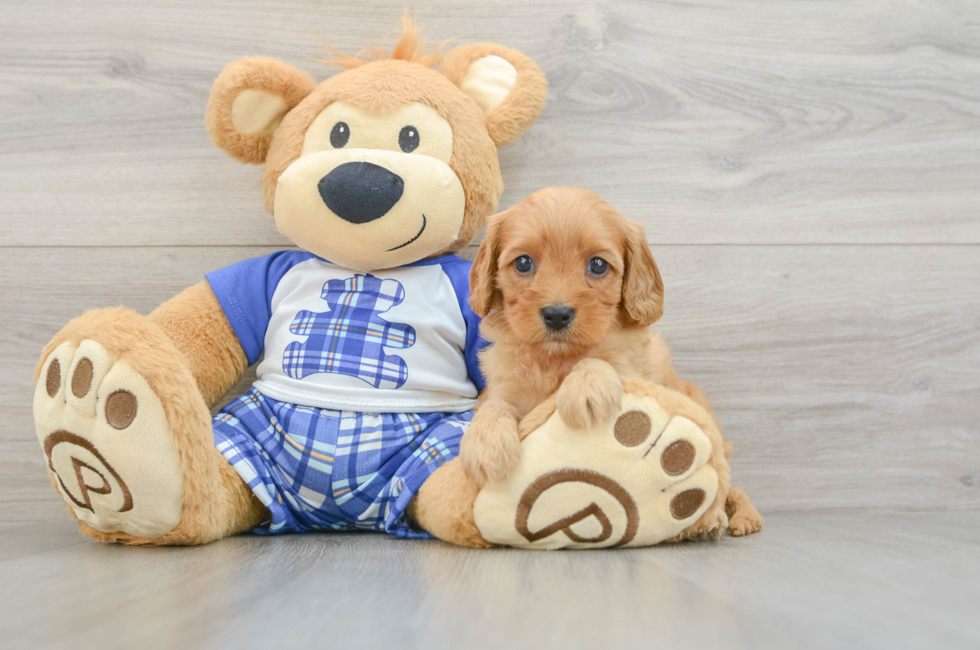 8 week old Cavapoo Puppy For Sale - Seaside Pups