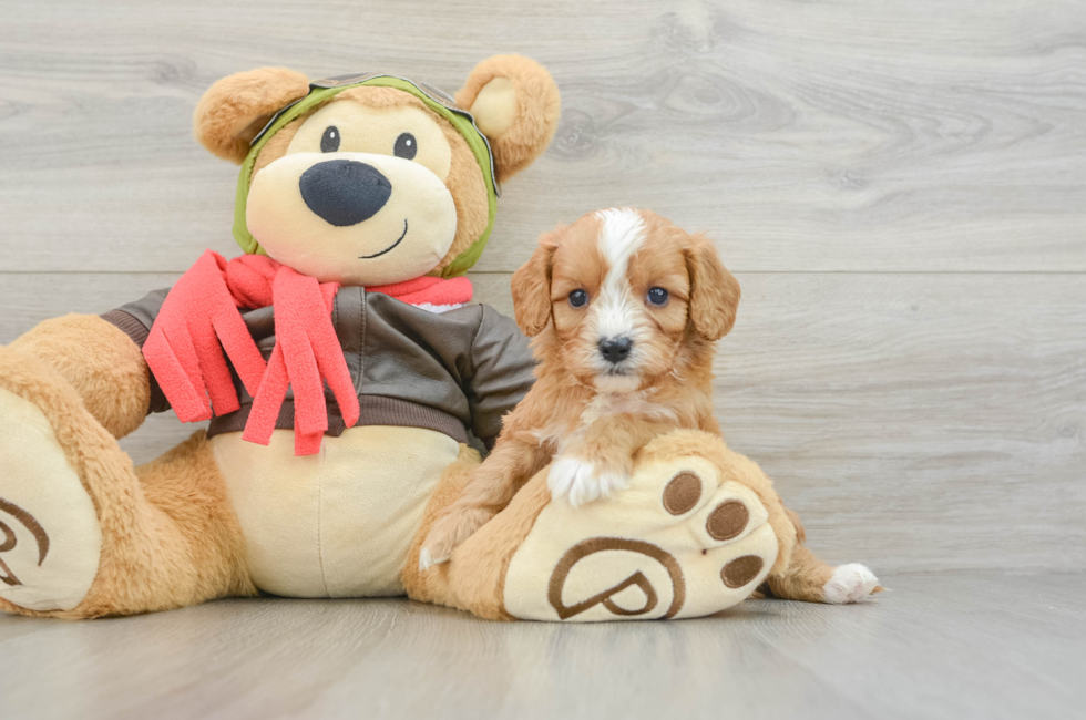 6 week old Cavapoo Puppy For Sale - Seaside Pups