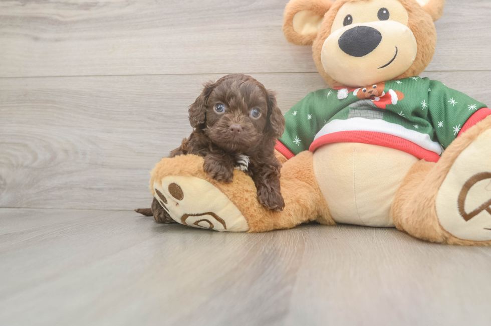 5 week old Cavapoo Puppy For Sale - Seaside Pups