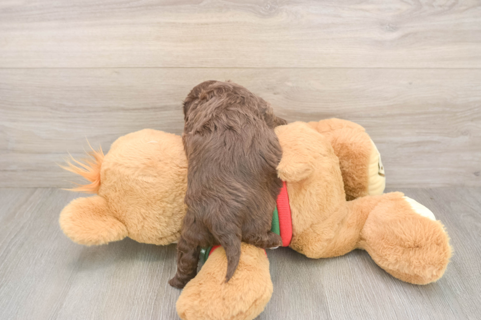Smart Cavapoo Poodle Mix Pup