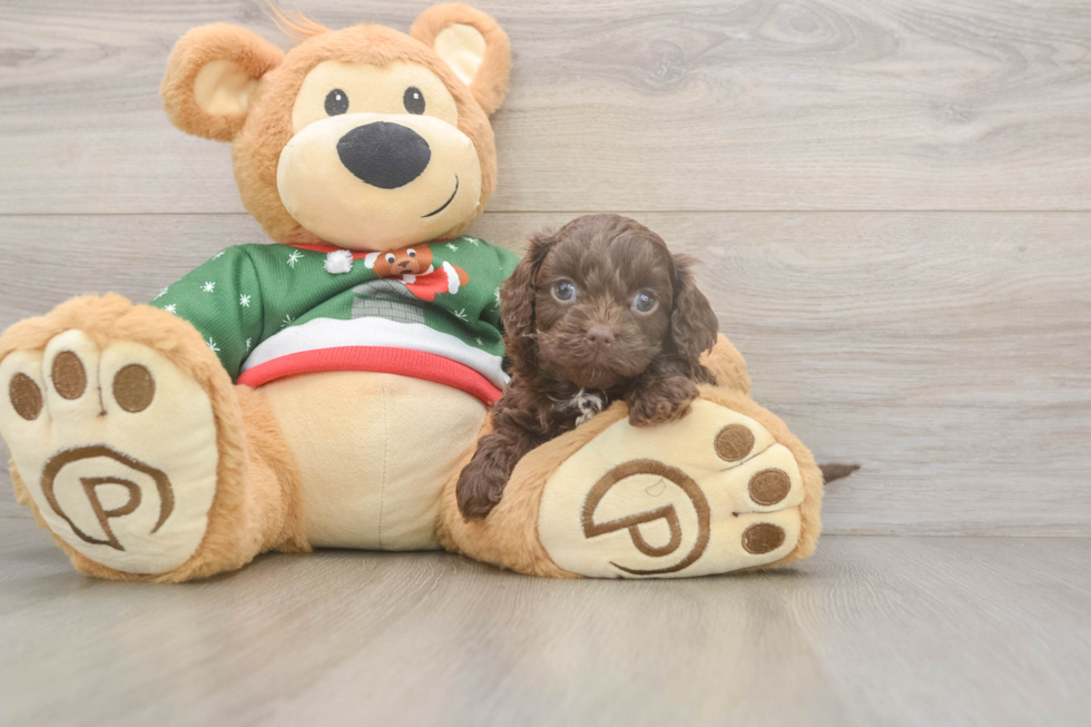 Cavapoo Puppy for Adoption