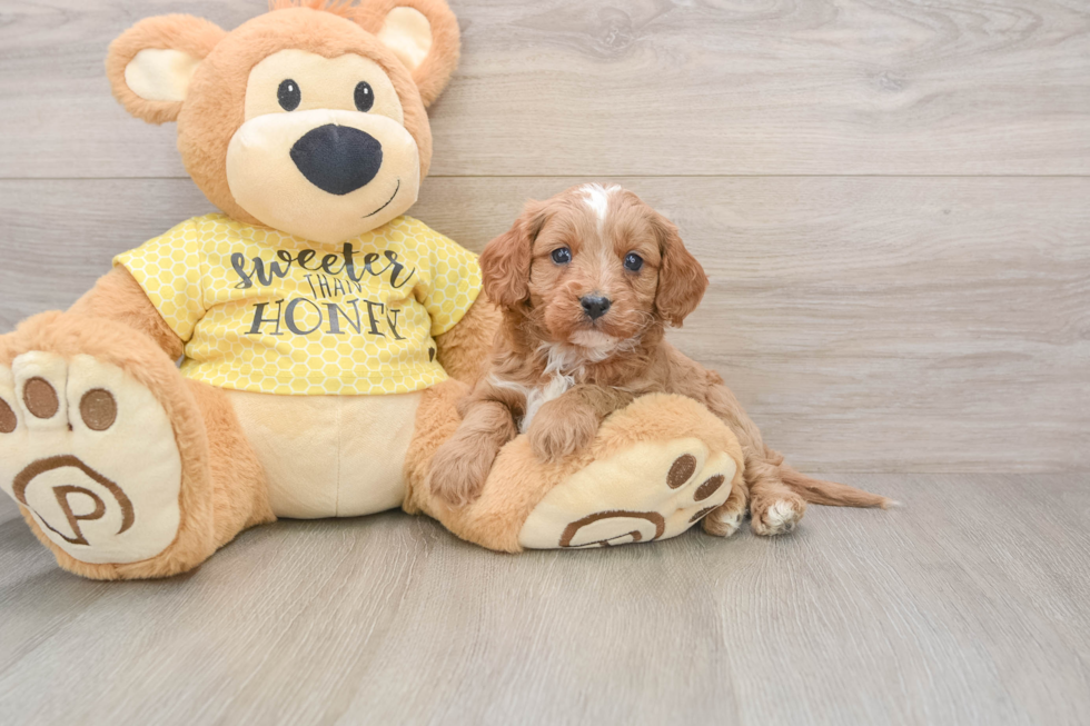 Popular Cavapoo Poodle Mix Pup