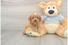 Funny Cavapoo Poodle Mix Pup
