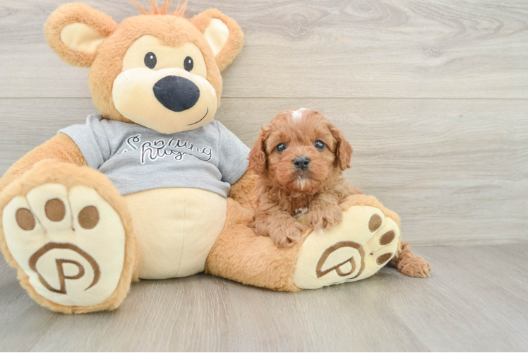 Cavapoo Pup Being Cute