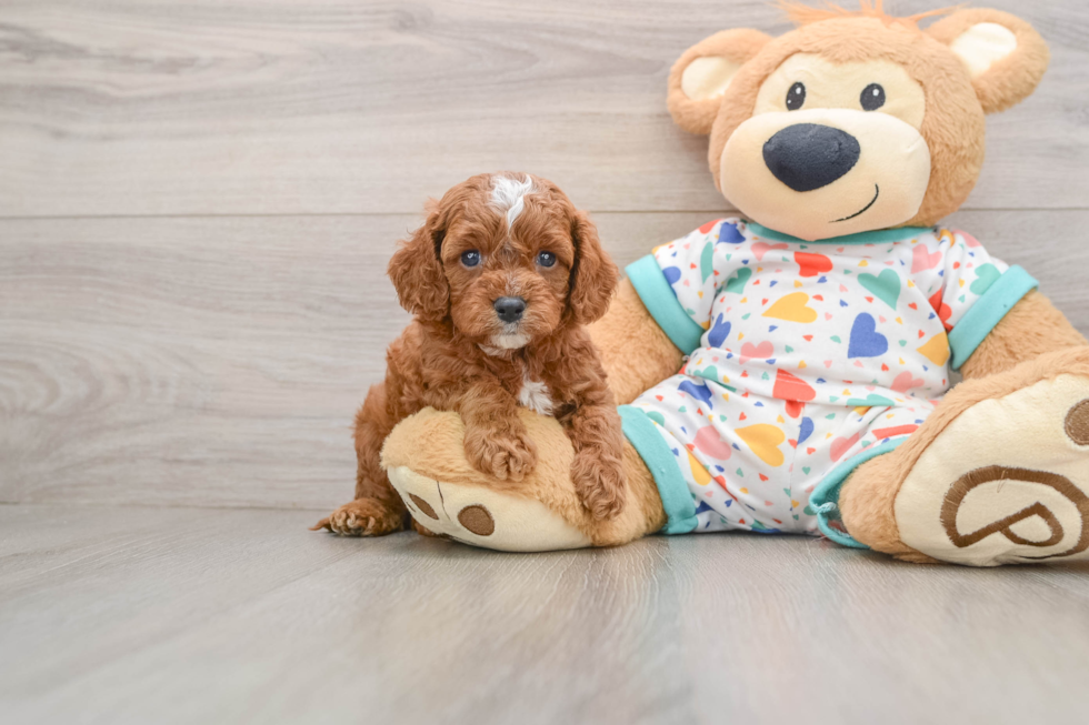Cavapoo Pup Being Cute