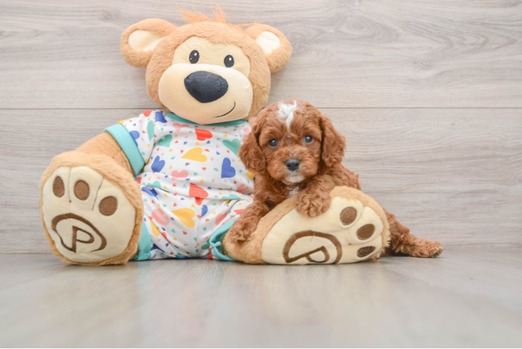 Little Cavipoo Poodle Mix Puppy