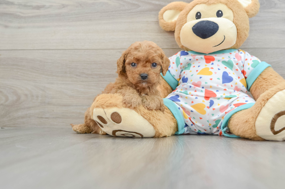 6 week old Cavapoo Puppy For Sale - Seaside Pups