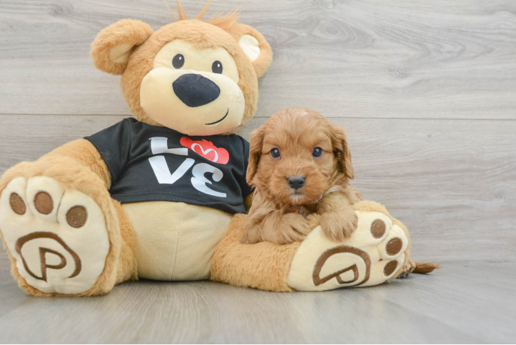 Cavapoo Pup Being Cute