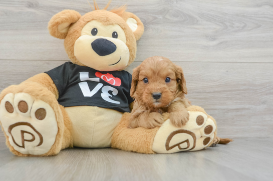 Cavapoo Pup Being Cute