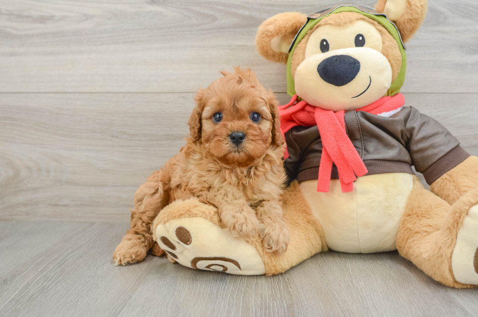 6 week old Cavapoo Puppy For Sale - Seaside Pups