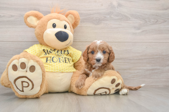Cavapoo Puppy for Adoption