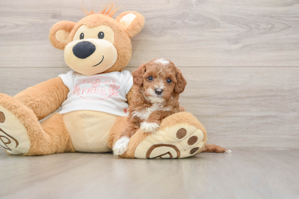 Cavapoo Puppy for Adoption