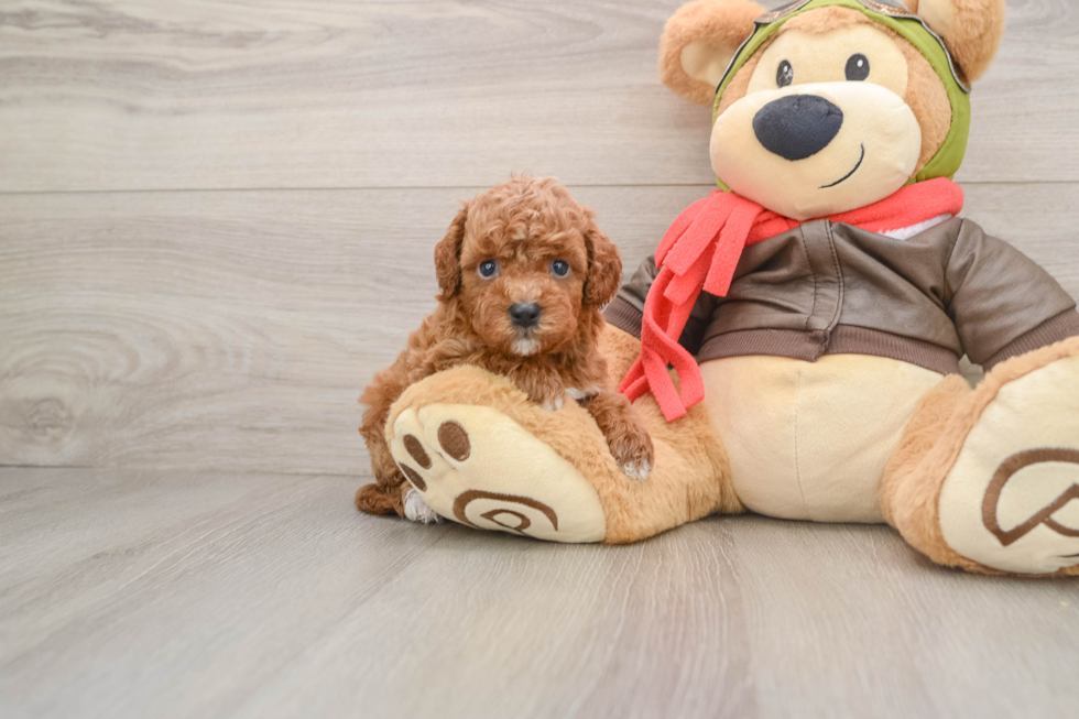 Cute Cavapoo Baby