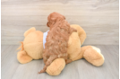 Playful Cavapoodle Poodle Mix Puppy