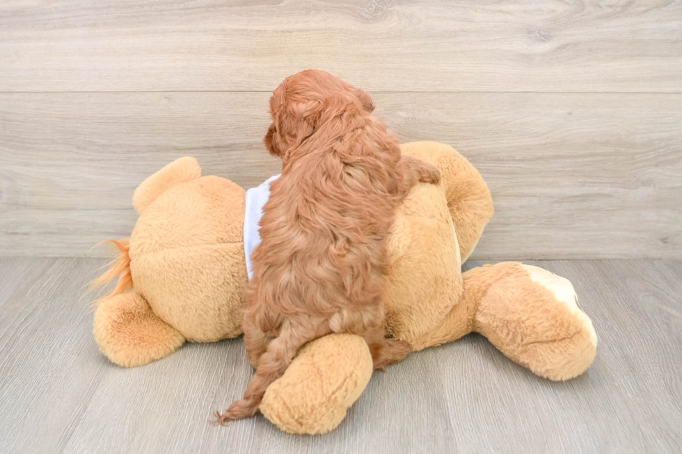 Playful Cavapoodle Poodle Mix Puppy