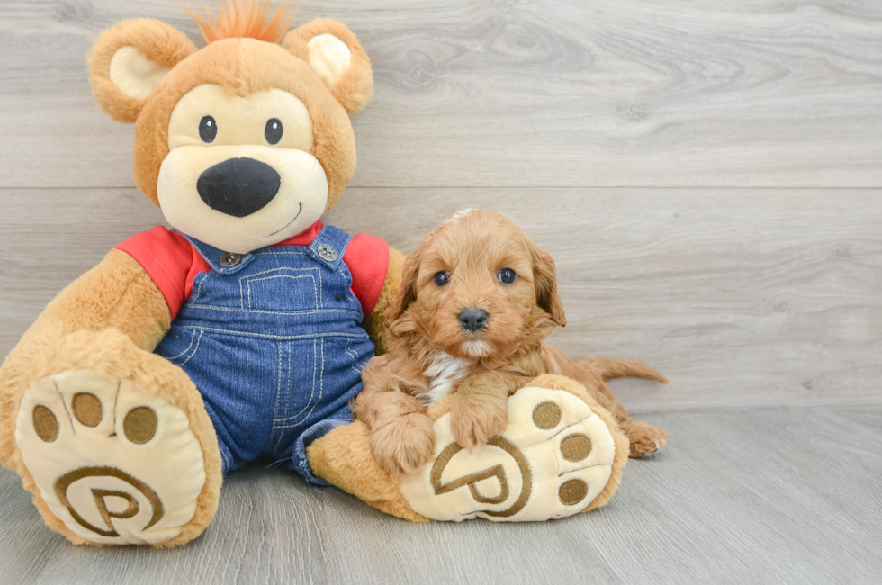 7 week old Cavapoo Puppy For Sale - Seaside Pups