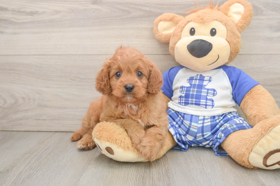 5 week old Cavapoo Puppy For Sale - Seaside Pups
