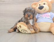 8 week old Cavapoo Puppy For Sale - Seaside Pups