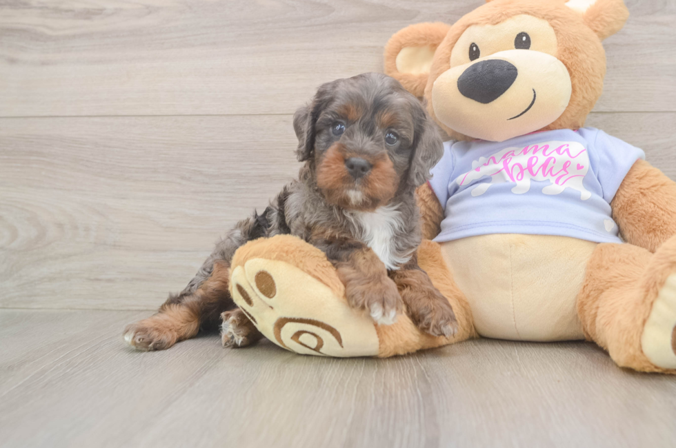 5 week old Cavapoo Puppy For Sale - Seaside Pups