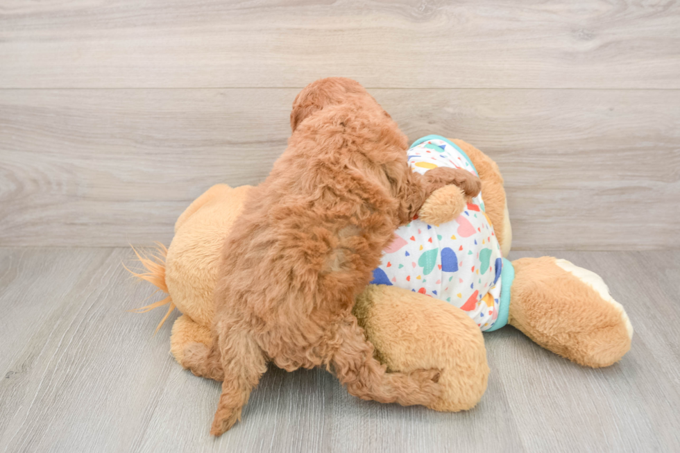Cavapoo Pup Being Cute