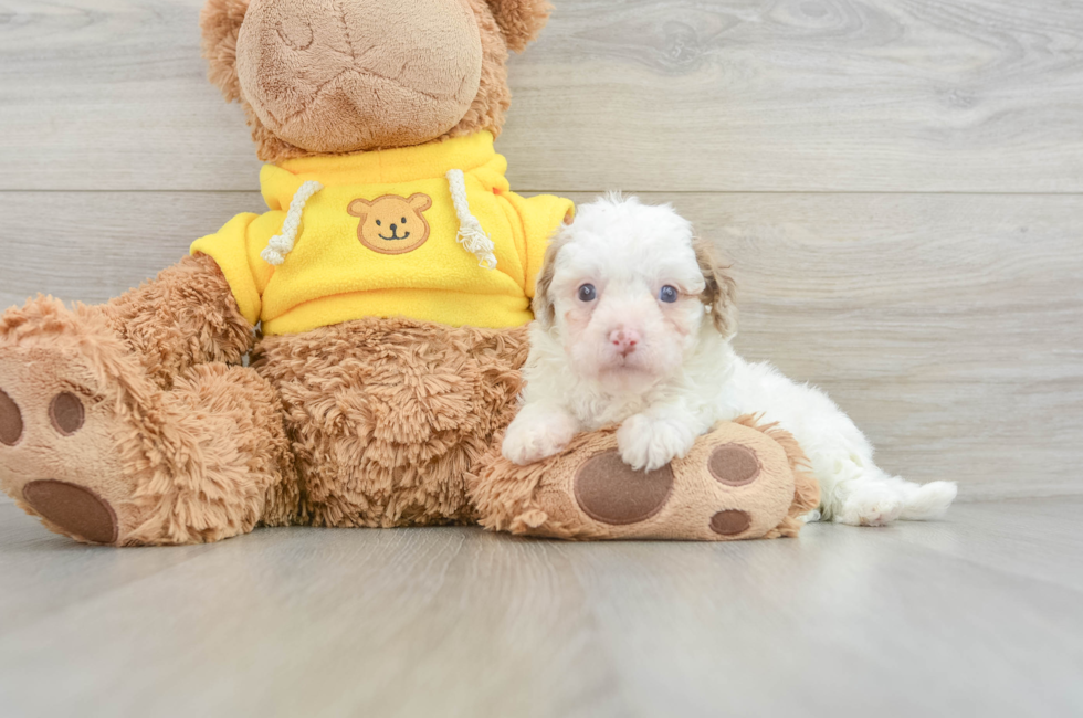 8 week old Cavapoo Puppy For Sale - Seaside Pups