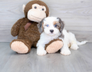 9 week old Cavapoo Puppy For Sale - Seaside Pups