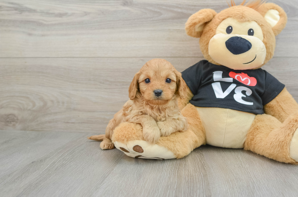 5 week old Cavapoo Puppy For Sale - Seaside Pups