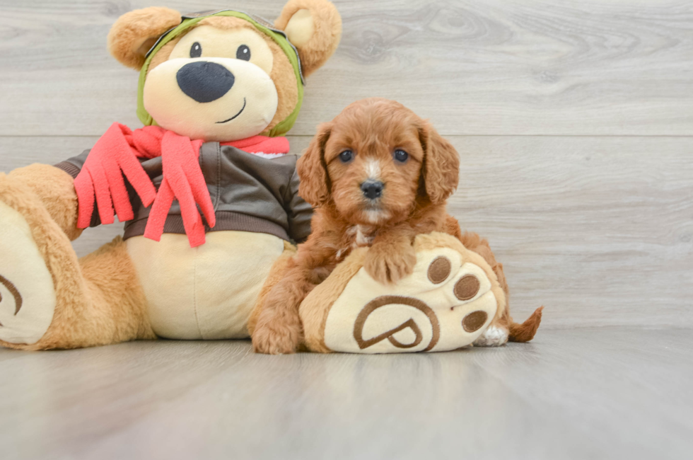 6 week old Cavapoo Puppy For Sale - Seaside Pups