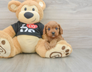 8 week old Cavapoo Puppy For Sale - Seaside Pups