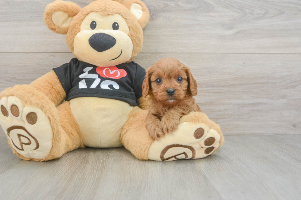 6 week old Cavapoo Puppy For Sale - Seaside Pups