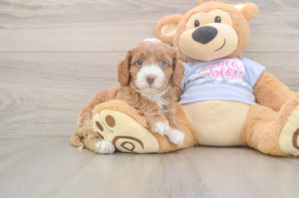 5 week old Cavapoo Puppy For Sale - Seaside Pups