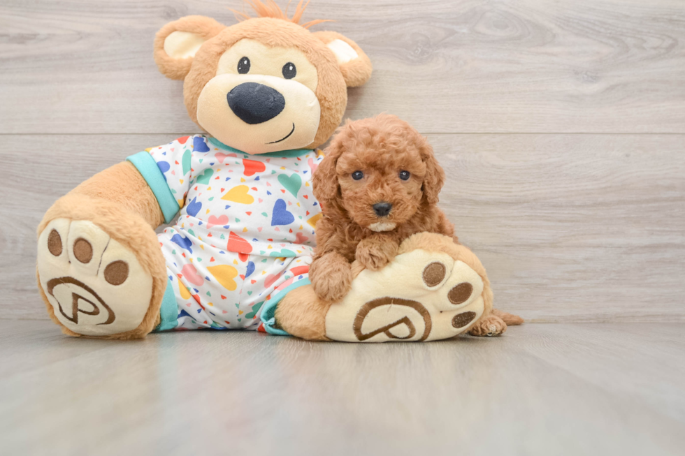 Cavapoo Puppy for Adoption