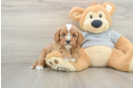 Cavapoo Puppy for Adoption