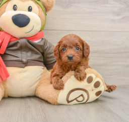 7 week old Cavapoo Puppy For Sale - Seaside Pups
