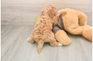 Cavapoo Pup Being Cute