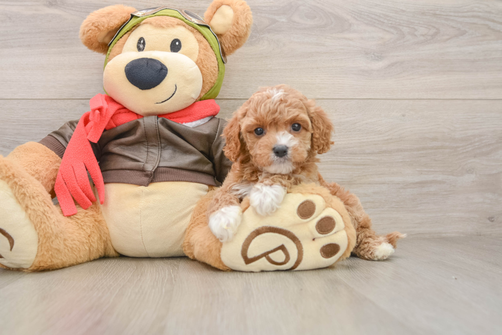 Cavapoo Puppy for Adoption