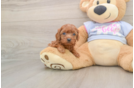 Happy Cavapoo Baby