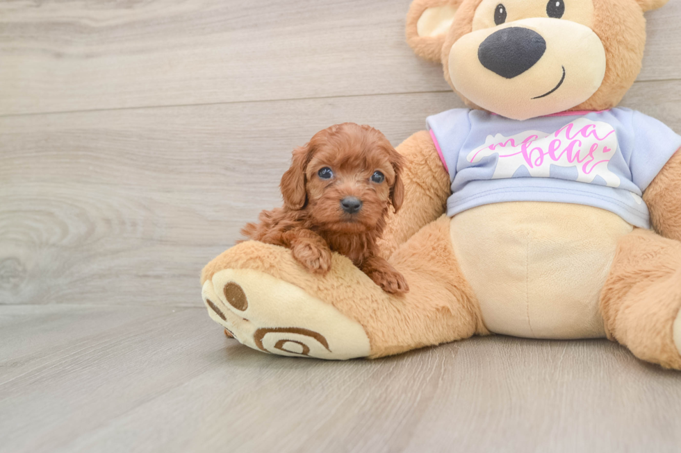 Happy Cavapoo Baby