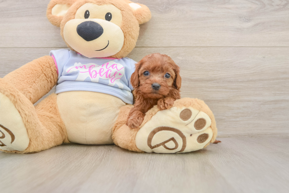 Best Cavapoo Baby