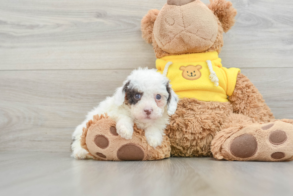 Happy Cavapoo Baby