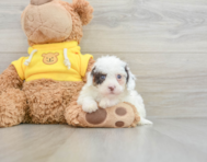 8 week old Cavapoo Puppy For Sale - Seaside Pups