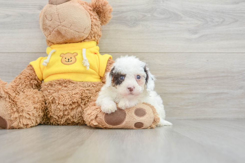 8 week old Cavapoo Puppy For Sale - Seaside Pups