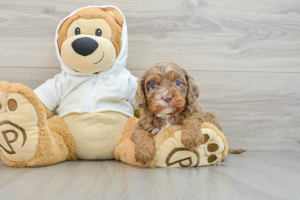 Cavapoo Puppy for Adoption