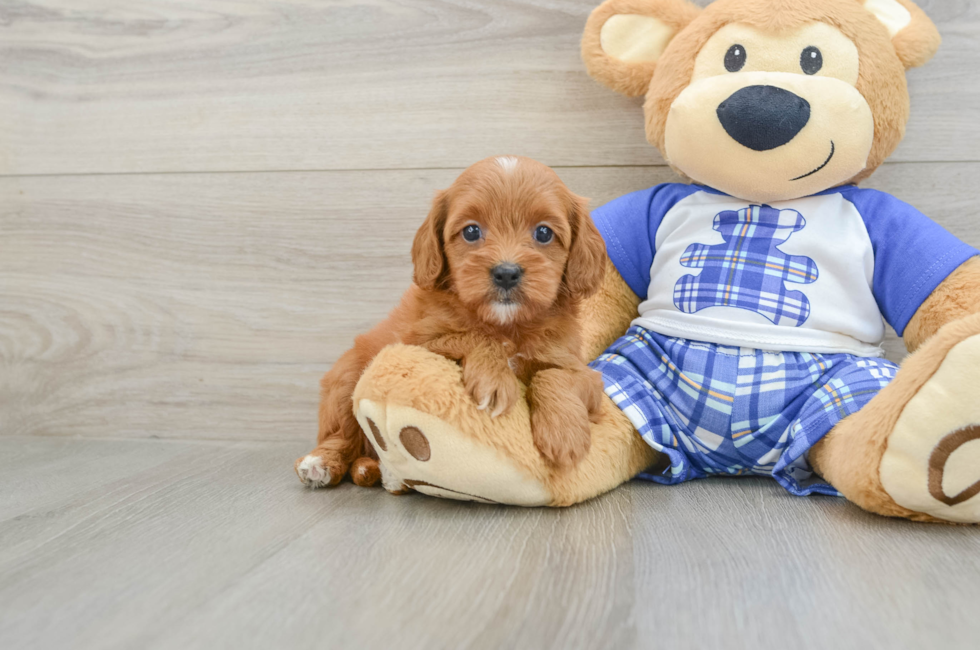 6 week old Cavapoo Puppy For Sale - Seaside Pups