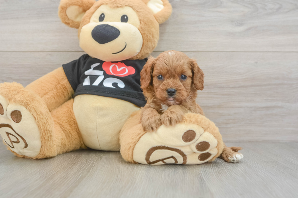 6 week old Cavapoo Puppy For Sale - Seaside Pups