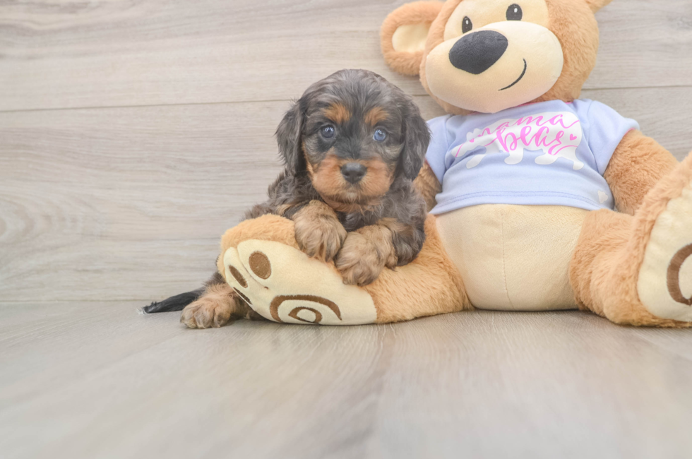 5 week old Cavapoo Puppy For Sale - Seaside Pups