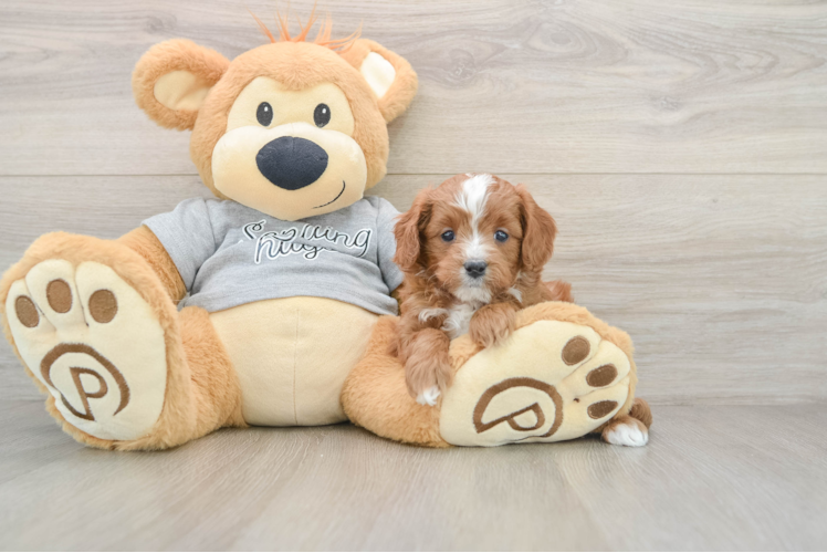 Cavapoo Pup Being Cute