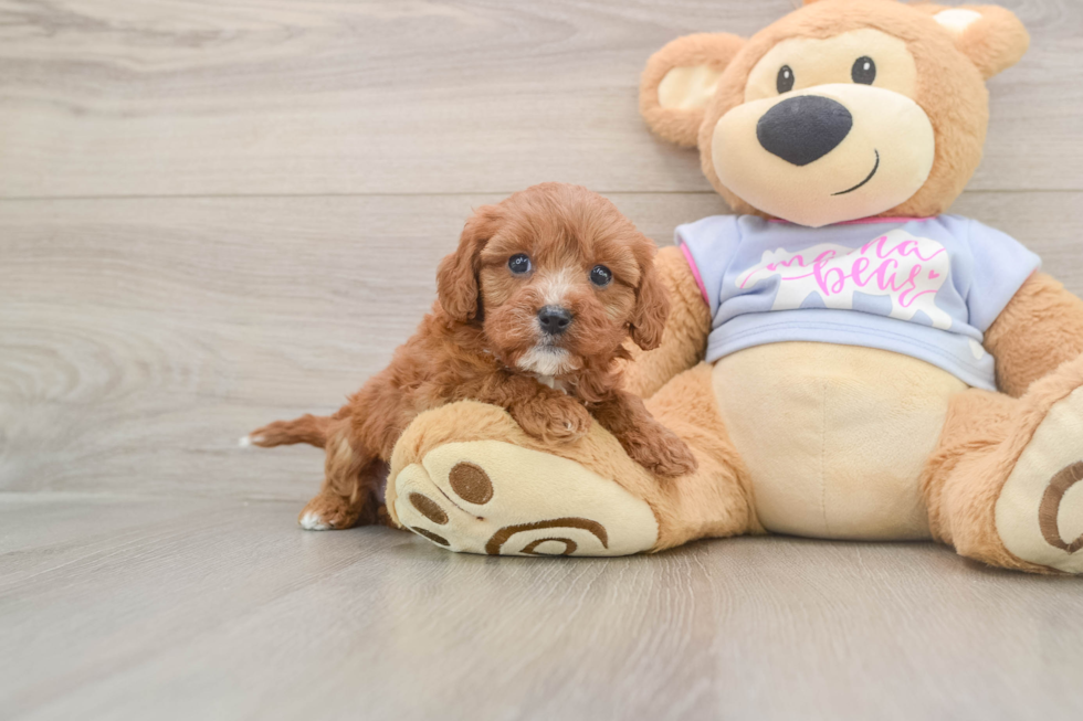 Cavapoo Puppy for Adoption